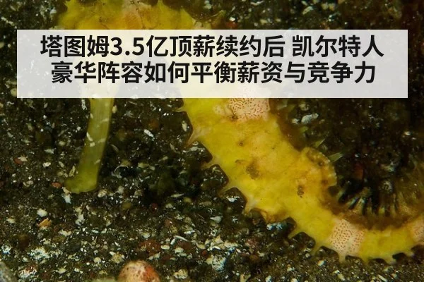 塔图姆3.5亿顶薪续约后 凯尔特人豪华阵容如何平衡薪资与竞争力